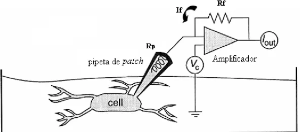 Figura 1. Circuito eléctrico para controlo da voltagem na configuração de whole cell. Rf- resistência  de  feedback; If- corrente de feedback; Vc- potencial de comando; Rs-resistência em série; I out  -corrente medida