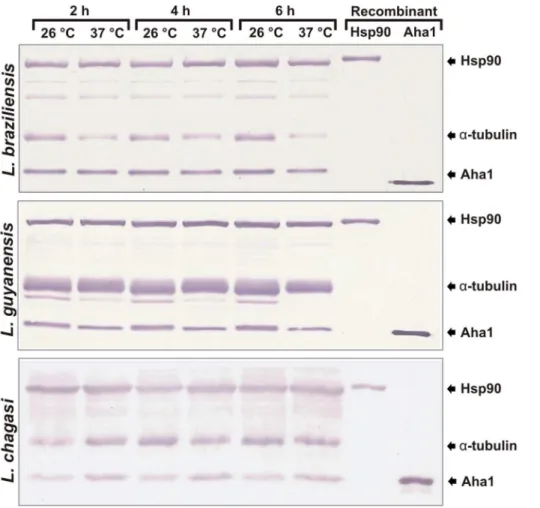 Figure 7. Western blotting analysis of Aha1 and Hsp90 molecular chaperones. The expression levels of LbAha1 and LbHsp90 proteins were analyzed in three Leishmania species: L