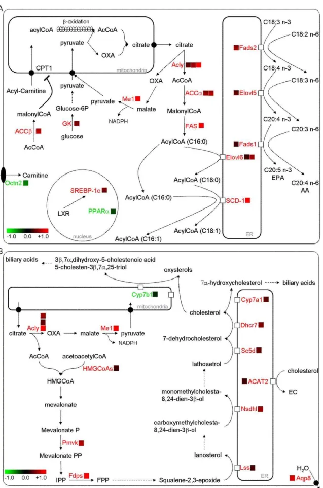 Figure 3. n-3 PUFA-depleted mice exhibited higher mRNA content of enzymes involved in fatty acid and cholesterol synthesis