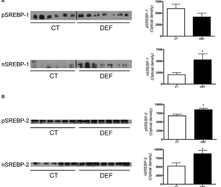 Figure 4. n-3 PUFA depletion leads to hepatic SREBP-1 and SREBP-2 activation. Liver immunoblot analysis of the hepatic SREBP-1 precursor (pSREBP-1) and nuclear (nSREBP-1) form (A) and of the hepatic SREBP-2 precursor (pSREBP-2) and nuclear (nSREBP-2) form 