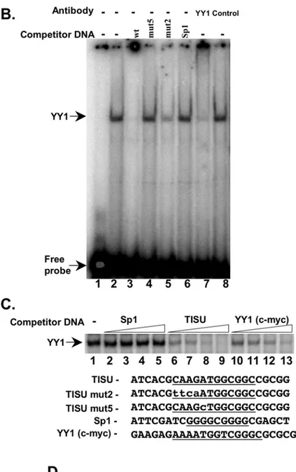 Figure 7. The sequence requirements for the function of TISU as a transcriptional element correlate with the binding of YY1