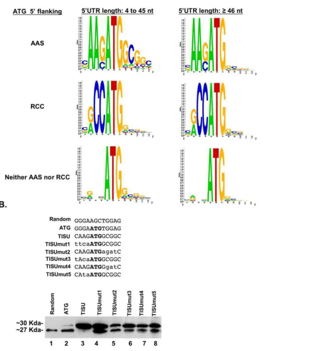 Figure 5. A. TISU is an exclusive translation initiator of genes with short 59UTR. Genes were divided into 3 groups according to the 59 flanking sequence of their ORF’s AUG (AAS, RCC or neither) and each group was further divided according to their 5 9 UTR