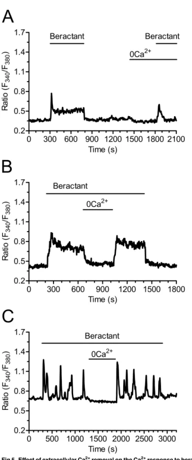Fig 5. Effect of extracellular Ca 2+ removal on the Ca 2+ response to beractant. A) Ca 2+ signal elicited by beractant in the presence and absence of extracellular Ca 2+ (0Ca 2+ ) in the same single cell