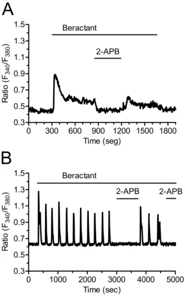 Fig 9. 2-APB inhibits beractant-induced Ca 2+ plateau and Ca 2+ oscillations in NHLF. 2-APB (50 μM), which may also block SOCs, reversibly inhibited: A) the sustained plateau and B) the [Ca 2+ ] i oscillations evoked by beractant (500 μg/ml) in NHLF.