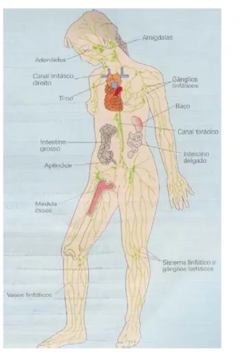 Figura  1 - Representação esquemática dos órgãos que constituem o sistema imunitário   (Roitt et al., 2001) 