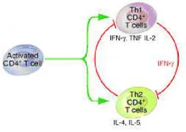 Figura  2 - Tipos de resposta dos linfócitos T CD4+(Modificado de Corell, 2006)