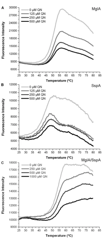 Figure 1. Quinacrine increases the thermal stability of MglA and SspA. Melting curves of purified (A) Ft-MglA (B) Ec-SspA and (C) Ft-MglA/Ft-SspA complex in absence or presence of increasing concentrations of quinacrine (125, 250 or 500 mM)