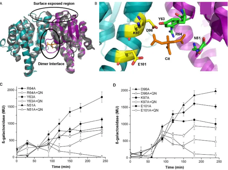 Figure 6. Structure model prediction of the F. tularensis MglA/SspA complex, and identification of critical amino acids involved in protein/ligand interaction