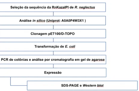 Figura  7.  Representação  esquemática  da  metodologia  empregada  para  realizar  e  analizar a expressão da RnKazalPI recombinante.