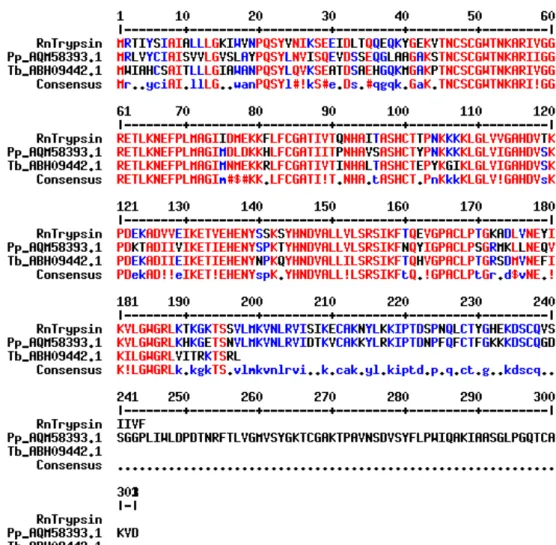 Figura  9.  Alinhamento  da  sequência  de  aminoácidos  da  RnTrypsin  com  serino  proteases putativas