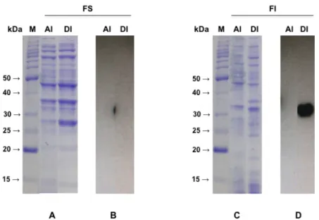 Figura  10.  Expressão  da  proteína  recombinante  RnTrypsin  nas  frações  solúvel  e  insolúvel  de  BL21(DE3)  induzidas  à  37°C  por  3  h  com  1  mM  IPTG