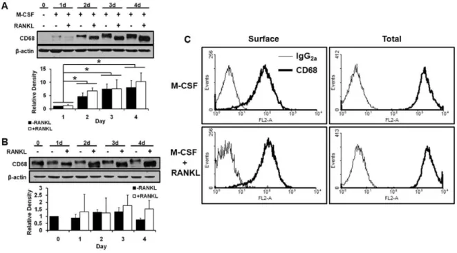 Figure 1. CD68 is expressed by macrophages and osteoclasts. (A) CD68 and b-actin expression in mouse bone marrow suspension cells treated with 44 ng/mL M-CSF +/2 100 ng/mL RANKL for indicated days (d)