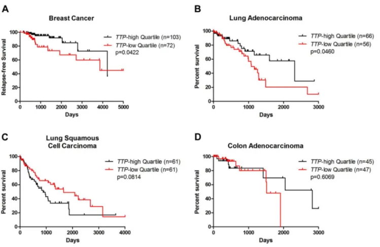 Fig. 3. Low expression of TTP connotes poor outcome for breast cancer and lung adenocarcinoma patients