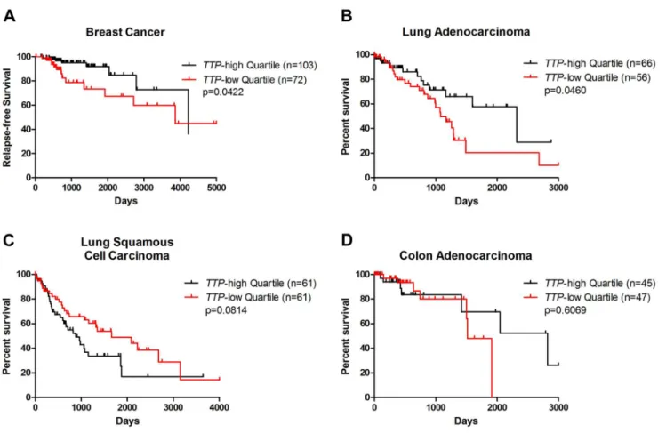 Fig. 3. Low expression of TTP connotes poor outcome for breast cancer and lung adenocarcinoma patients