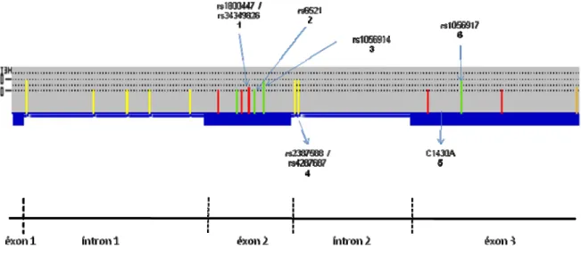 Figura 1. Desenho esquemático dos polimorfismos identificados e suas localizações na estrutura  do gene LHB 