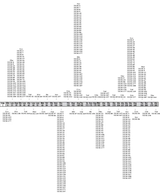 Figure 1. Diagram of the mutations of TEM extended-spectrum β-lactamases, compared to the TEM- TEM-1 sequence