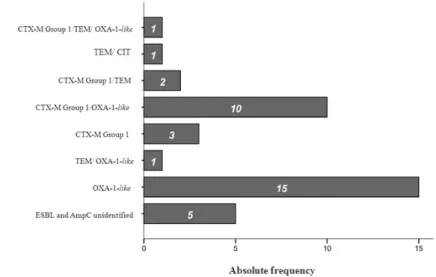 Figure 2. Characterization and frequency of strains sunder study in accordance with the detected bla  gene