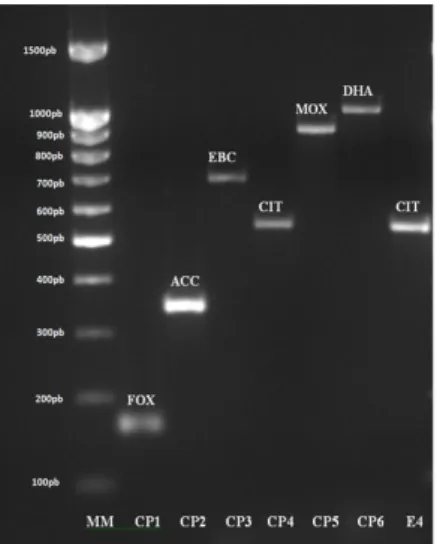 Figure 3. Analysis of the amplified AmpC multiplex PCR products by agarose gel electrophoresis