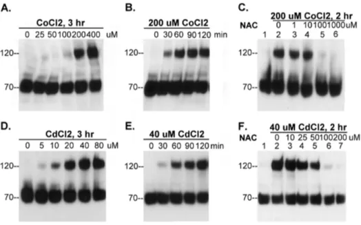 Figure 7. Knockdown of matriptase expression increases susceptibility to CdCl 2 toxicity