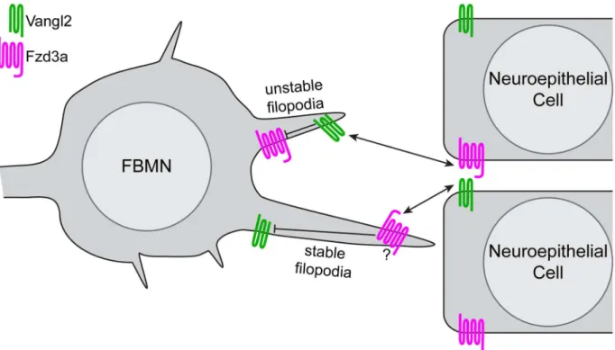 Fig 7. Model of PCP regulation of directed neuron migration. Based on the filopodial dynamics and migratory behaviors of FBMNs we observed in genetic chimeras, and the localization of Vangl2 and Fzd3a we observed in FBMNs and the cells of their migratory e