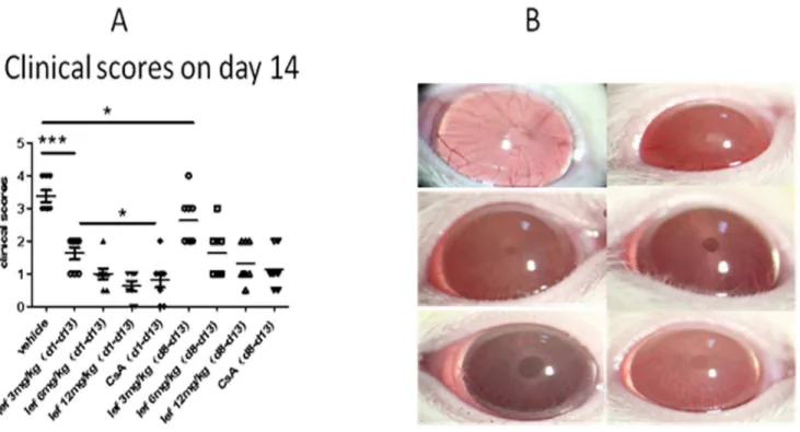 Figure 1. Clinical evaluation of EAU after immunization. (A) Rats were immunized with IRBP (d0) to induce uveitis and intragastric administration (d1–d13) with leflunomide (low dose, 3 mg/kg; medium dose, 6 mg/kg; high dose, 12 mg/kg) or CsA (10 mg/kg)