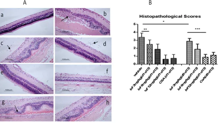 Figure 3. Proliferative response of splenocytes collected on day 14 following immunization and stimulated in vitro with IRBP- IRBP-peptide (10 ug/ml)