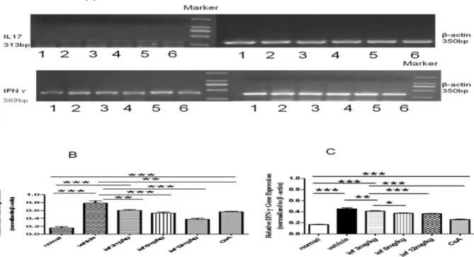 Figure 4. The effect of leflunomide on ocular IL17 mRNA and IFN-cmRNA expression in EAU rats