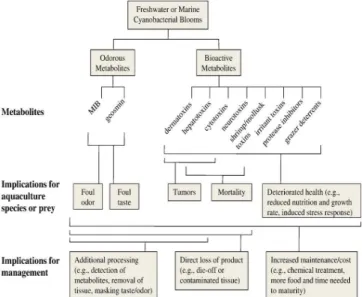 Figure 3: Metabolites of cyanobacteria and the damage cause by them. 