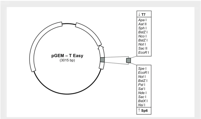 Figura 19 – Esquema do vector pGEM – T Easy utilizado nas clonagens de produtos de PCR com  indicação dos locais de restrição.