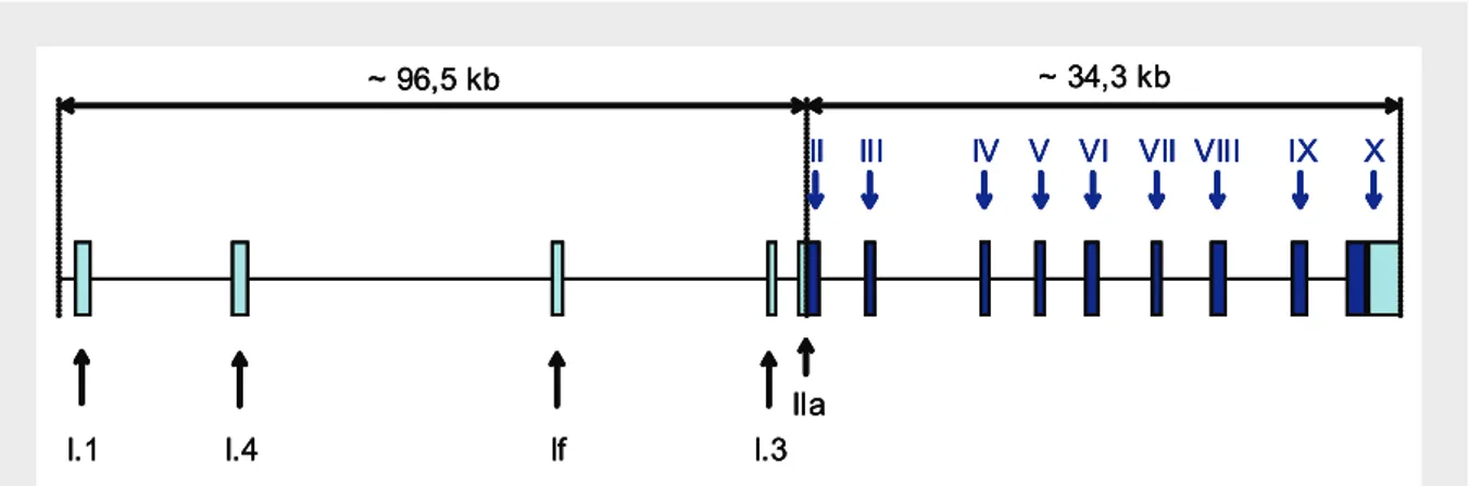 Figura 3 – Estrutura do gene da aromatase no homem (Kamat et al., 2002). A azul claro encontram-se  representados os exões não traduzidos (Exões I.1; I.3, I.4, I.f, IIa e exão X)
