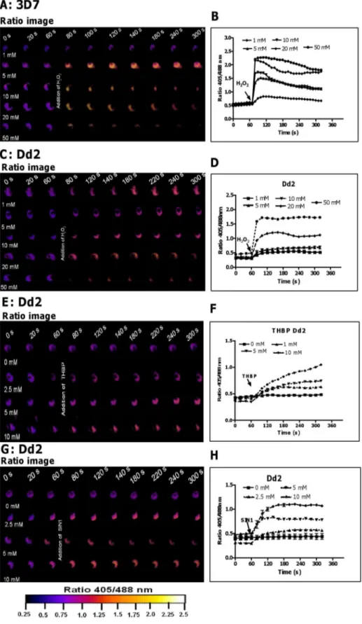 Figure 2. hGrx1-roGFP2 is suitable for monitoring the effects of oxidative and nitrosative stress on the glutathione redox potential.