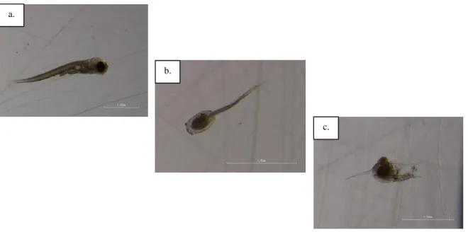 Figura  3.2.8  –  a.  Larvas  de  Peixe,  b.  Tunicado  e  c.  Crustáceo  Decápode,  obtidas  nas  amostras  recolhidas ao longo do tempo
