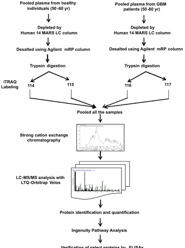 Figure 1. Workflow used to study differential levels of proteins in plasma from GBM patients using iTRAQ technology.
