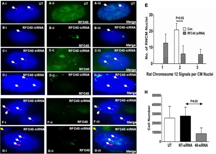 Figure 7. Endogenous knock-down of RFC40 in rat neonatal cardiac myocytes results in chromosomal missegregation/aneuploidy