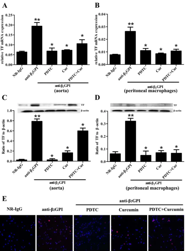 Fig 2. Anti-β 2 GPI-induced TF expression in mouse is diminished by PDTC or/and Curcumin
