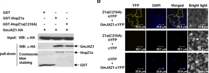 Figure 1. HopZ1a interacts with the soybean protein GmJAZ1. (A) HopZ1a and GmJAZ1 interact in vitro