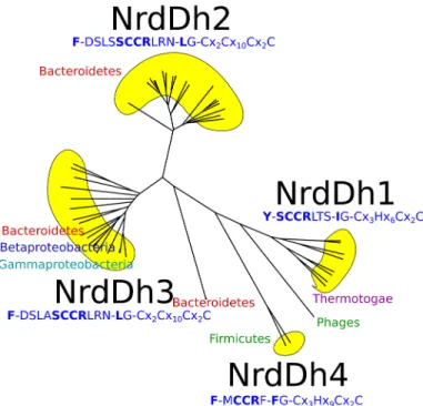 Fig 7. Unlabelled phylogenetic tree for the NrdDh class of NrdD sequences. The characteristic sequence motifs for each of the subgroups NrdDh1-4 are shown, along with the phyla