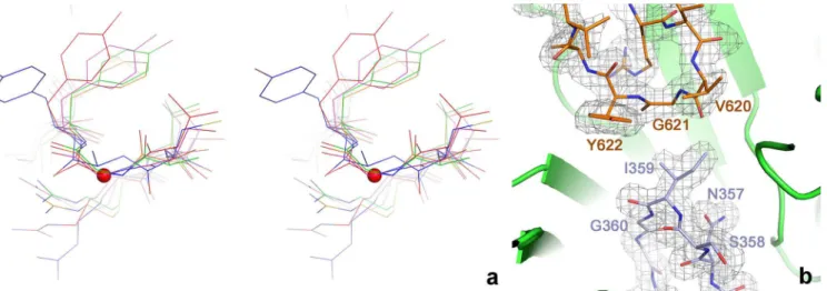 Fig 2. a) Details of the conformation of the glycyl radical and finger loops in the active site of tmNrdD