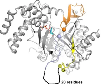Fig 3. Position of the SCCR motif in relation to the active site in tmNrdD. The C-terminal domain and glycyl radical loop are shown in orange and the finger loop in light blue, with the Gly and Ile residues at their respective tips shown as spheres