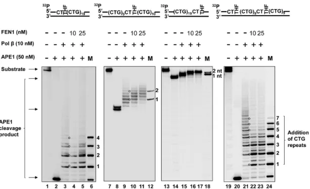 Figure 7. Pol b DNA synthesis during BER of an abasic lesion located at different sites of (CTG) 20 repeats