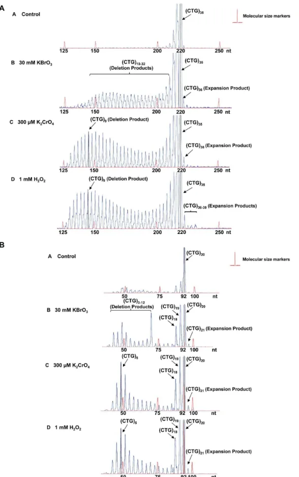 Figure 1. CTG repeat instability induced by oxidative DNA damage in human cells. (A) Plasmids containing (CTG) 35 repeats (12 mg) were transfected into HEK293-H cells as described in the Materials and Methods