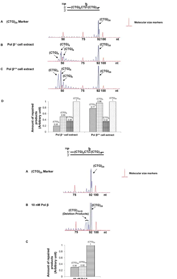 Figure 3. CTG repeat deletions induced by an abasic lesion in the middle of (CTG) 20 repeats