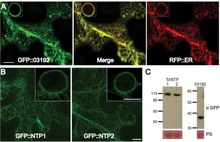 Figure 5C shows an increase of between 10–20% in the number of P. infestans sporulating lesions on the TRV-NTP VIGS plants compared to the TRV-GFP control (P , 0.05; two tailed t-test).