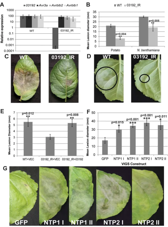Figure 6. Silencing of Pi03192 compromises pathogenicity which can be restored in TRV:NTP plants