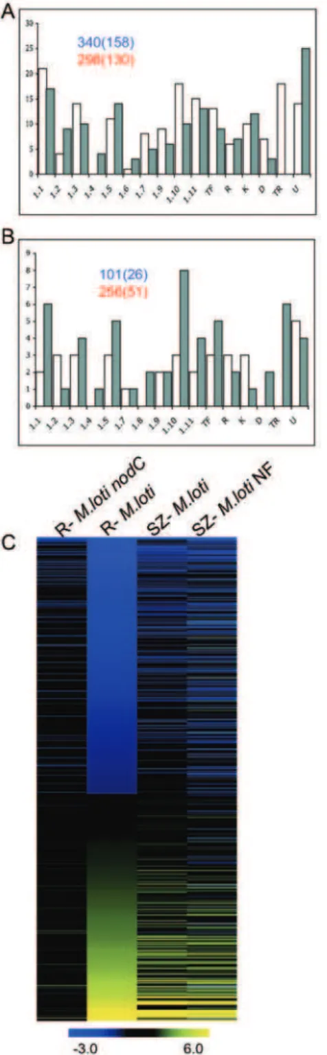 Figure 1. Lotus root responses to M. loti inoculation. Number of specific IDs down-regulated (white) and up-regulated (grey) at the whole root level (A) and in the SZ (B) 24 hours after M
