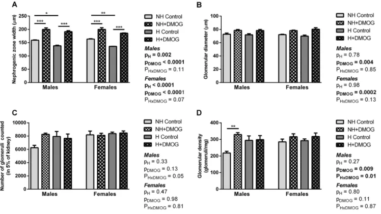 Figure 4. Nephrogenic zone width (A) and glomerular diameter (B) in NH and H males and females at P5 that were treated with DMOG, compared to saline-treated controls