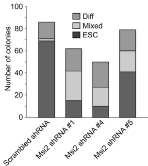 Figure 3. Knockdown of Msi2 decreases the cloning efficiency of ESC. D3 ESC infected with lentiviral constructs that express Scr, Msi2#1, Msi2#4, or Msi2#5 shRNA sequences were subcultured at 200 cells per cm 2 