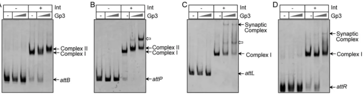 Figure 3. Gp3 acts as the RDF through interaction with integrase. Investigation of DNA binding properties of Gp3 with or without integrase (Int) using FAM-labeled attB 212 (A), attP 247 (B), attL 306 (C) and attR 153 (D)