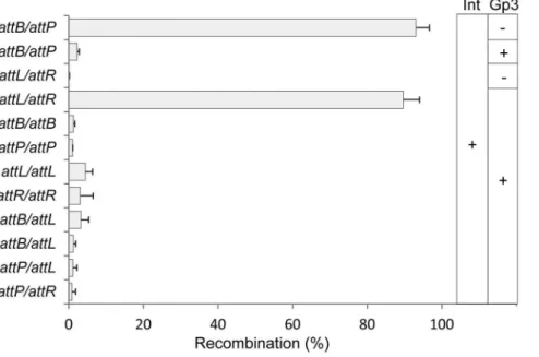 Figure 6. In vitro excision using Gp3 from wBT1 and wC31.