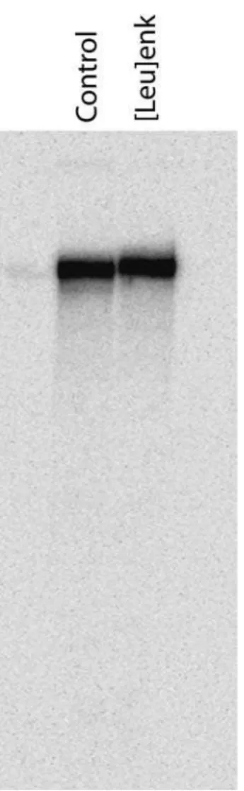 Table 2. Sequenced Peptide–DNA Conjugates